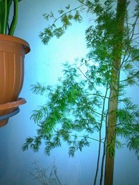 تصویر پرسش و پاسخ گیاه